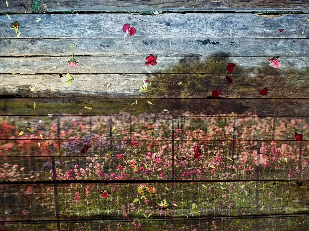 Abelardo Morell's tent-camera image on ground work "Flowers for Lisa #49," 2017. (Courtesy Foto Relevance)