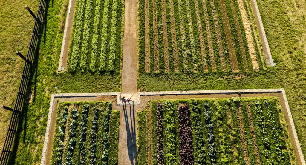Rows of fresh heirloom vegetables at Southall.