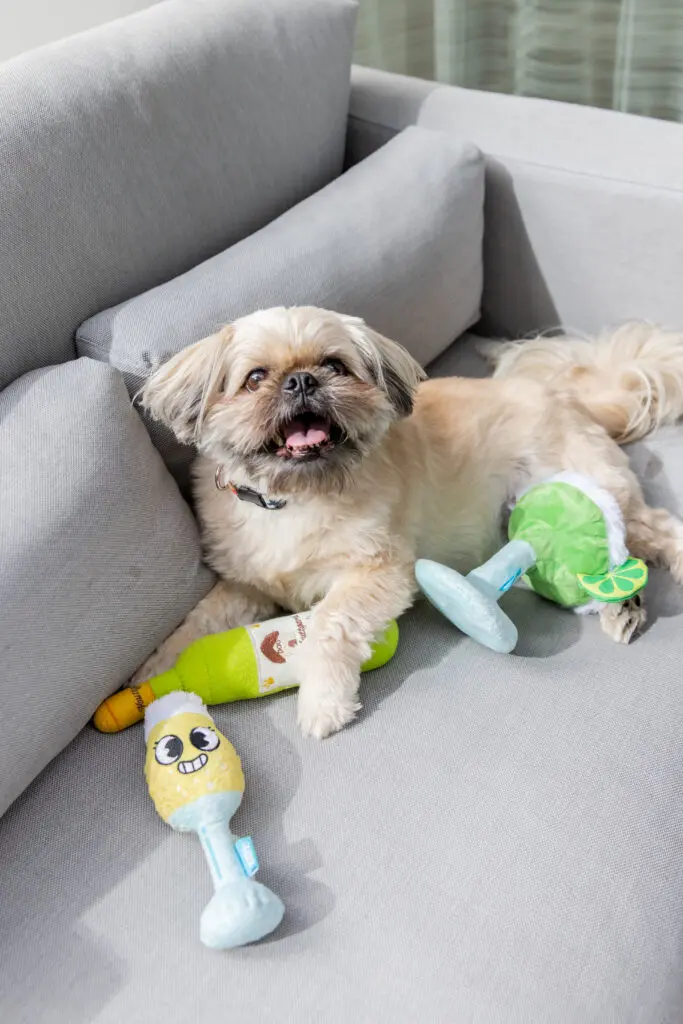 HALL Arts Hotel loves four-legged guests. 