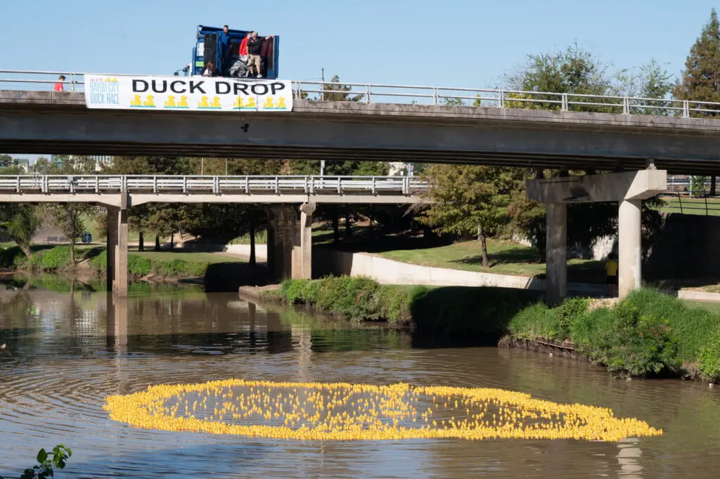 This year, American Festival for the Arts (AFA) is giving you the chance to adopt a duck and watch it soar — we mean swim — to victory. (Photo by David DeHoyos)