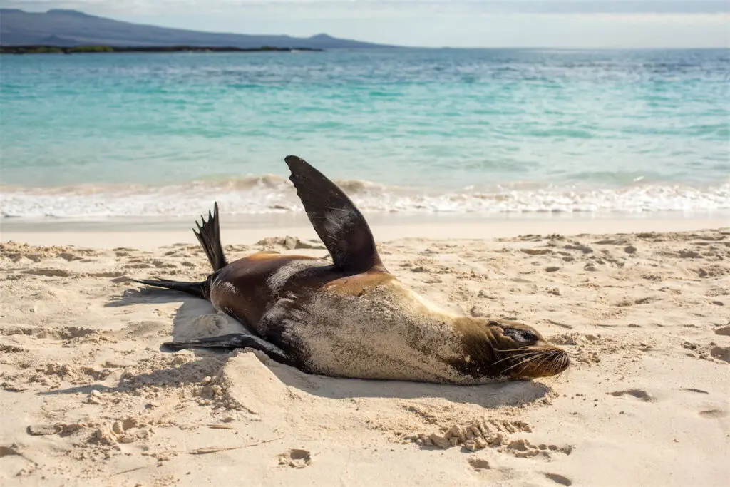 Ongoing geological activity led to the development of unusual animal life: giant tortoises, blue-footed boobies, sea lions, and more. 