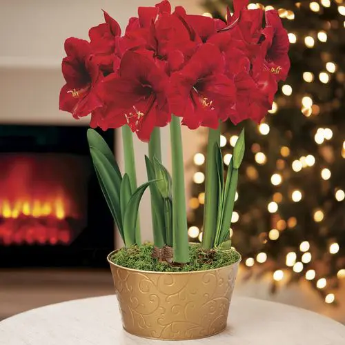 Jackson & Perkins Holiday Ball Ultimate Red Lion Amaryllis