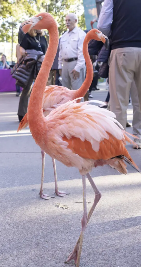 Flamingoes mingling at the 2023 Dallas Zoo To Do. (Photo by Thomas Garza and Rob Wythe/Wythe Portrait Studio)