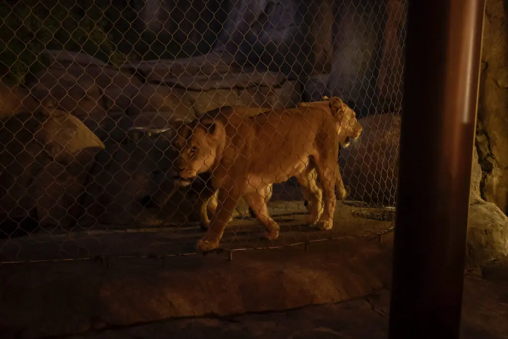 Lions at the 2023 Zoo To Do (Photo by Thomas Garza and Rob Wythe/Wythe Portrait Studio)