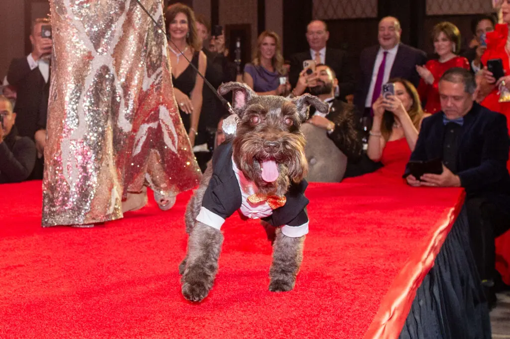Brigitte & Bashar Kalai's Max romping on the runway  at the Citizens for Animal Protection Celebrity Paws Gala (Photo by Jacob Power)