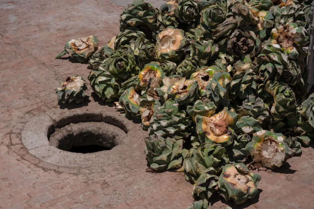 Clase Azul Mezcal San Luis Potosí is made using agave salmiana.