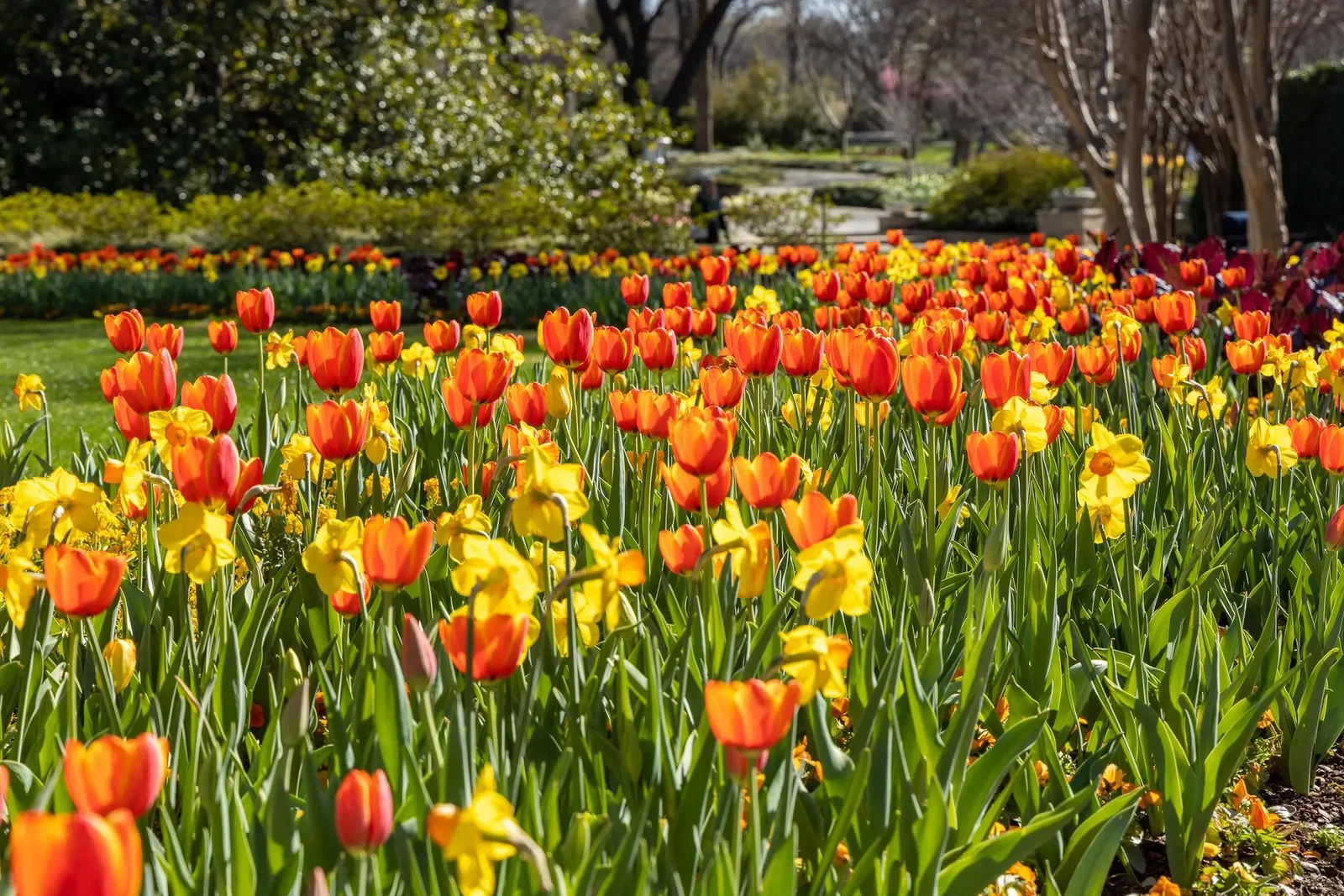 Dallas Blooms
