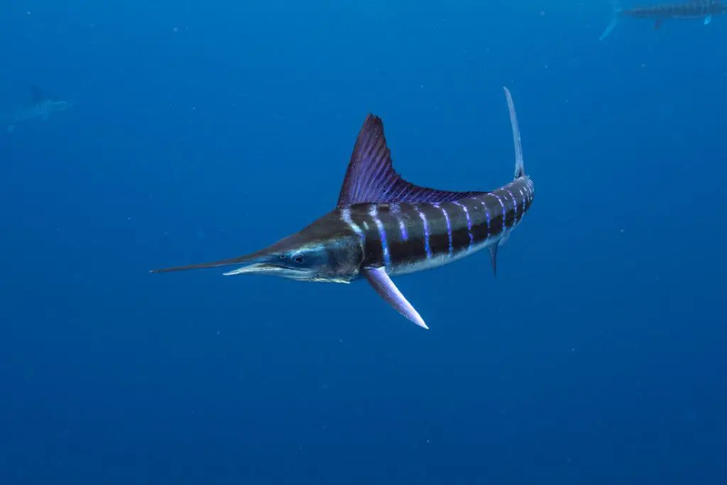 For marine life lovers, it’s hard to beat Magdalena Bay. 