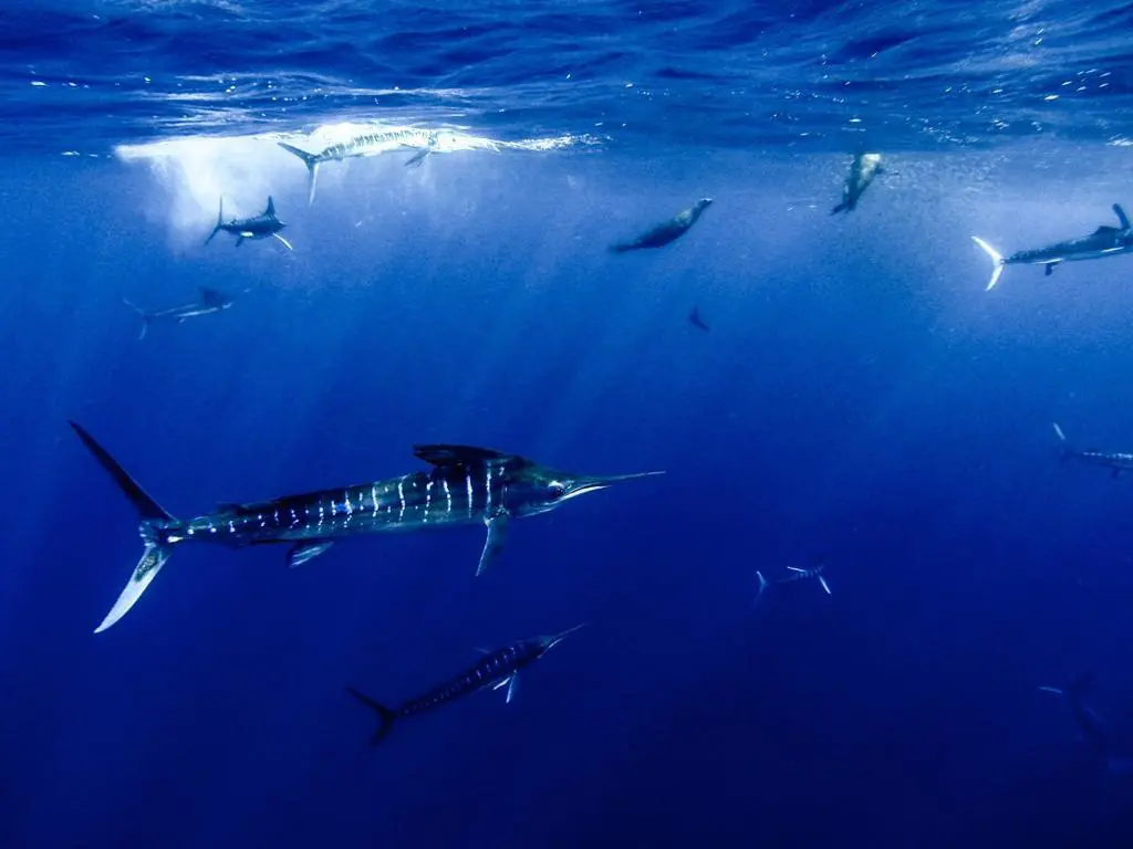 Baja California Sur is the ideal destination to experience the hospitality and culture of Mexico.