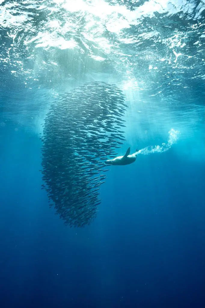 Majestic Magdalena Bay is a hidden oasis that encapsulates the magic of Mexico.