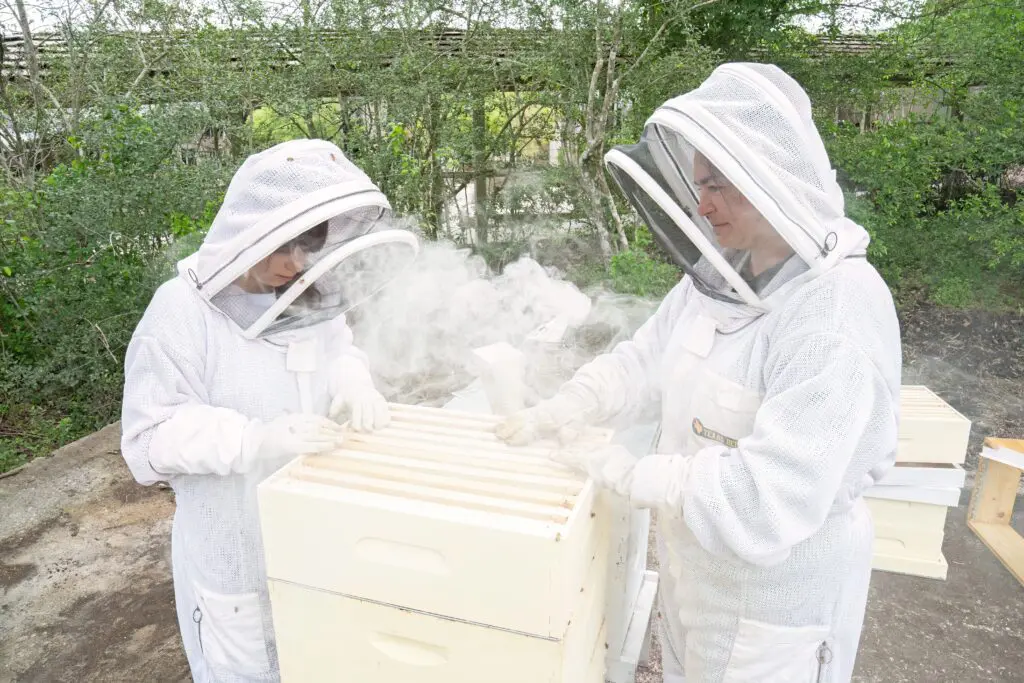 Nadia Clark and her daughters maintain the hives at The Woodlands Resort.  Smoke applied to the hives helps the keepers work more safely with the hives. (Photo courtesy of Nadia Clark)