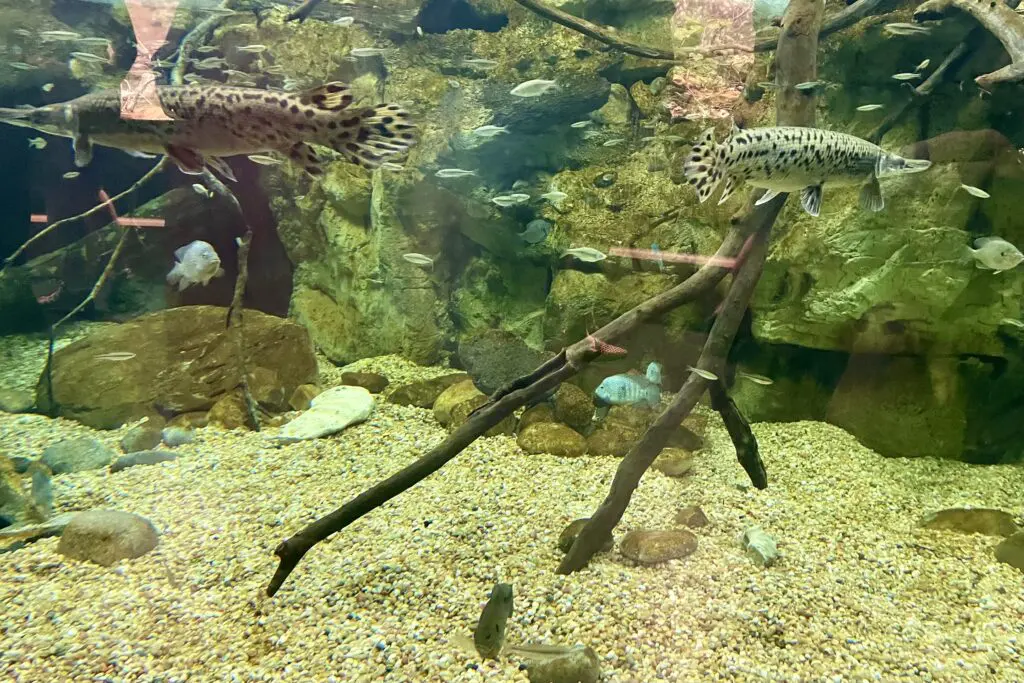 Inside the Rio Grande aquarium at the Fort Worth Zoo. (Photo by Courtney Dabney)