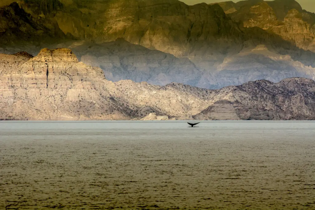 Whale watching is one of the area’s most well-known tourist attractions.