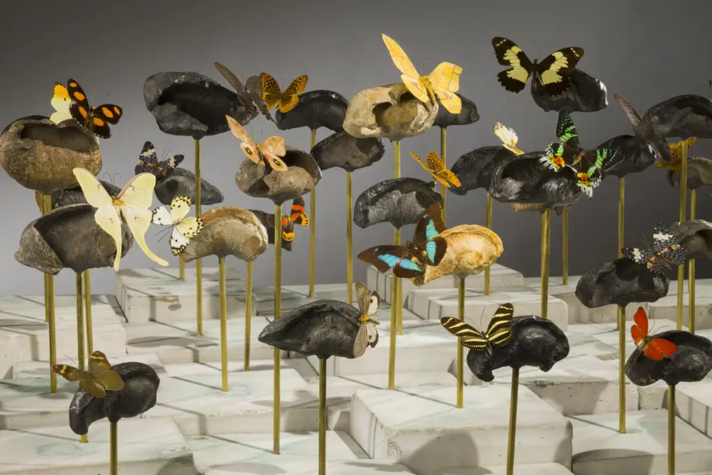 Dario Robleto's "American Seabed" (2014), on view at the Amon Carter Museum of American Art, incorporates unconventional materials like fossilized whale ear bones and butterflies. The butterfly antennae are crafted from stretched audiotape recordings of Bob Dylan’s “Desolation Row.” (Photo courtesy of Dario Robleto)