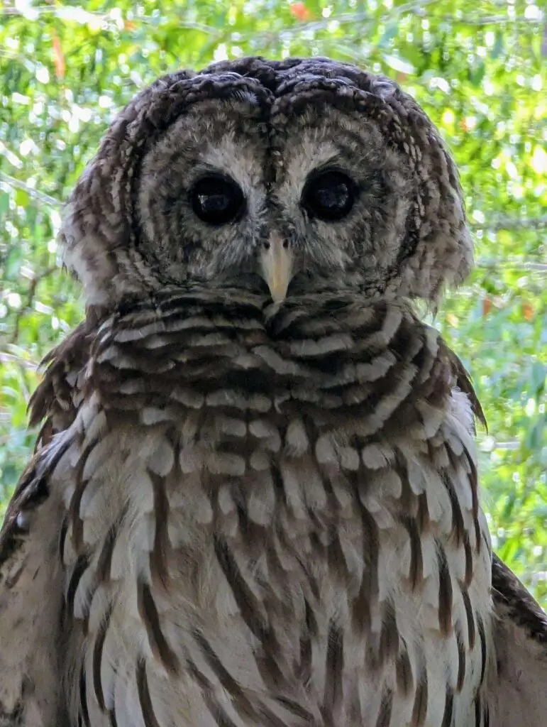 Photos will be available with a barred owl at Ardest Gallery on September 21 as part of a fundraiser for the Friends of Texas Wildlife. (Photo courtesy of Ardest Gallery)