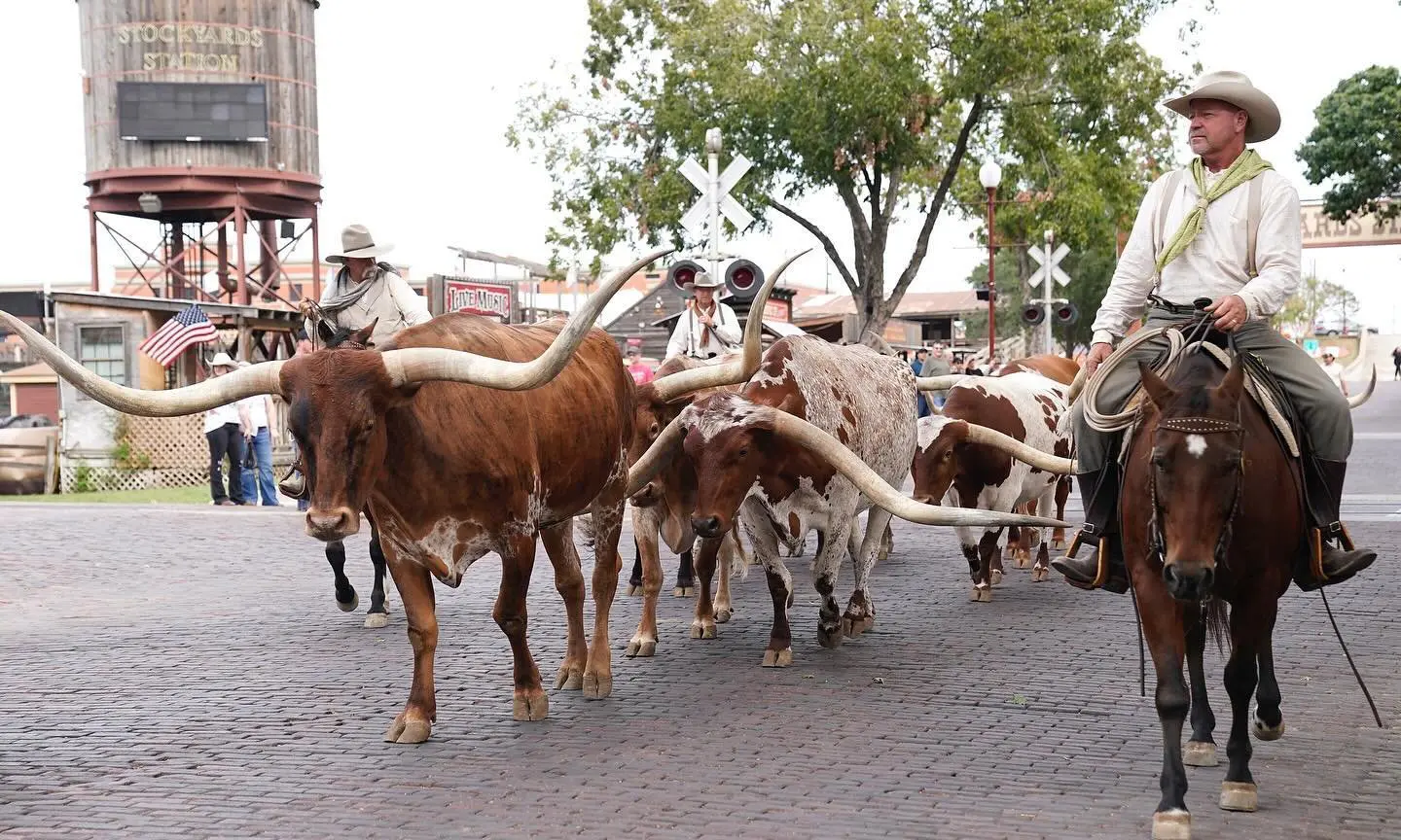 Fort Worth Herd – The twice daily spectacle has introduced millions of visitors to town over the past 25 years. (Photo by Timothy Clary)