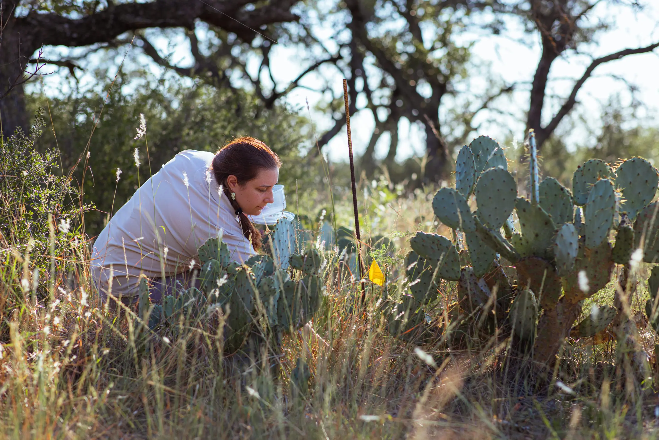 617 Texas horned lizards were released into the wild at Mason Mountain Wildlife Management Area.