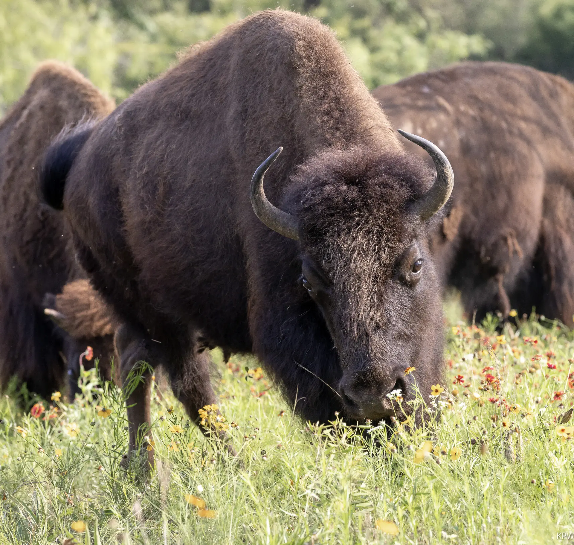 Fort Worth Nature Center and Refuge