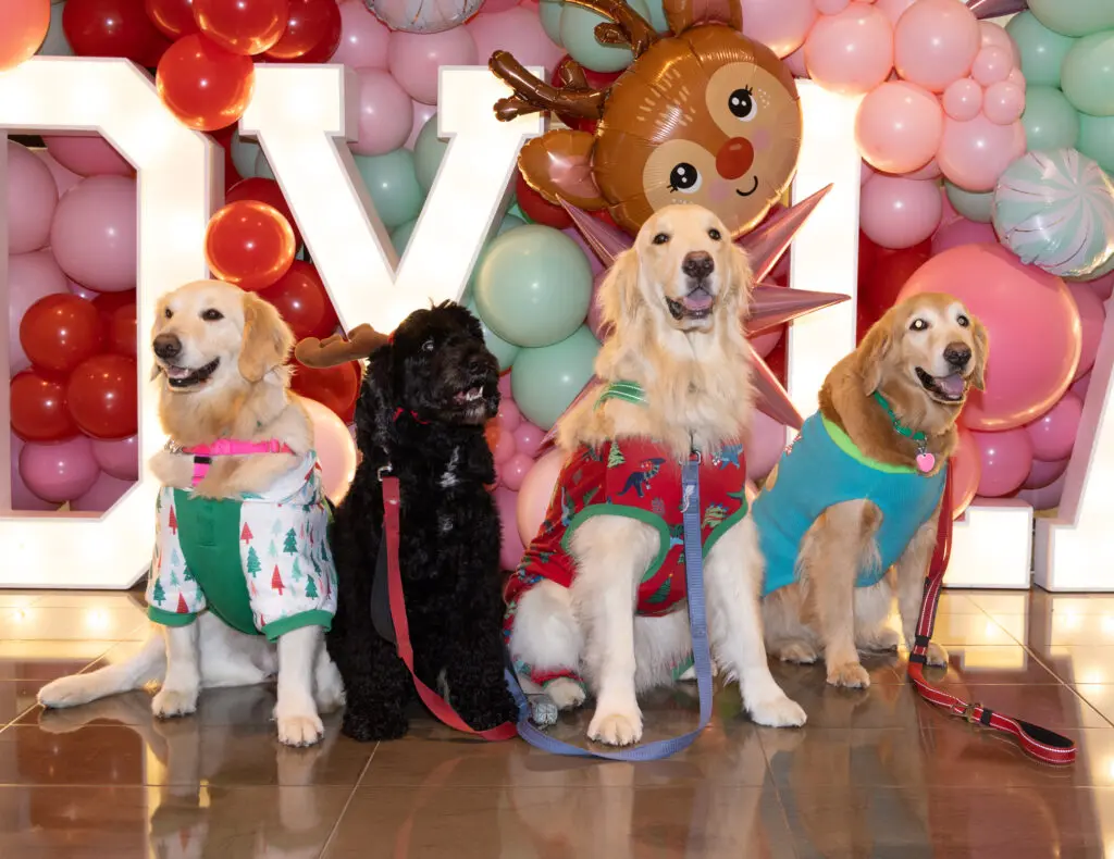 Children's Health pet therapy dogs Caramel, Atticus, Rex, and Espen. (Photo by Kim Leeson)