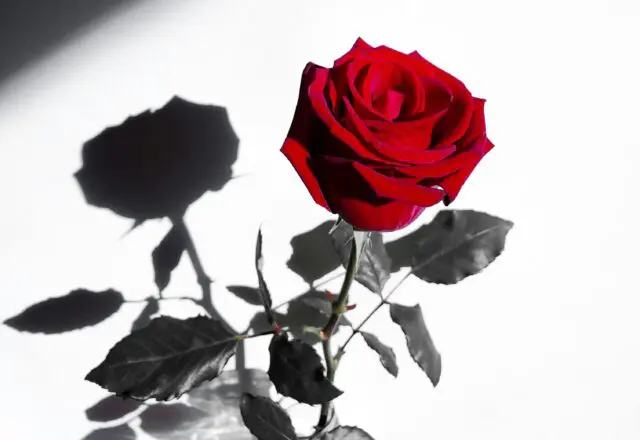 The 7 New Dating Trends to Know — A Modern Etiquette Expert’s Guide to Romance in 2025