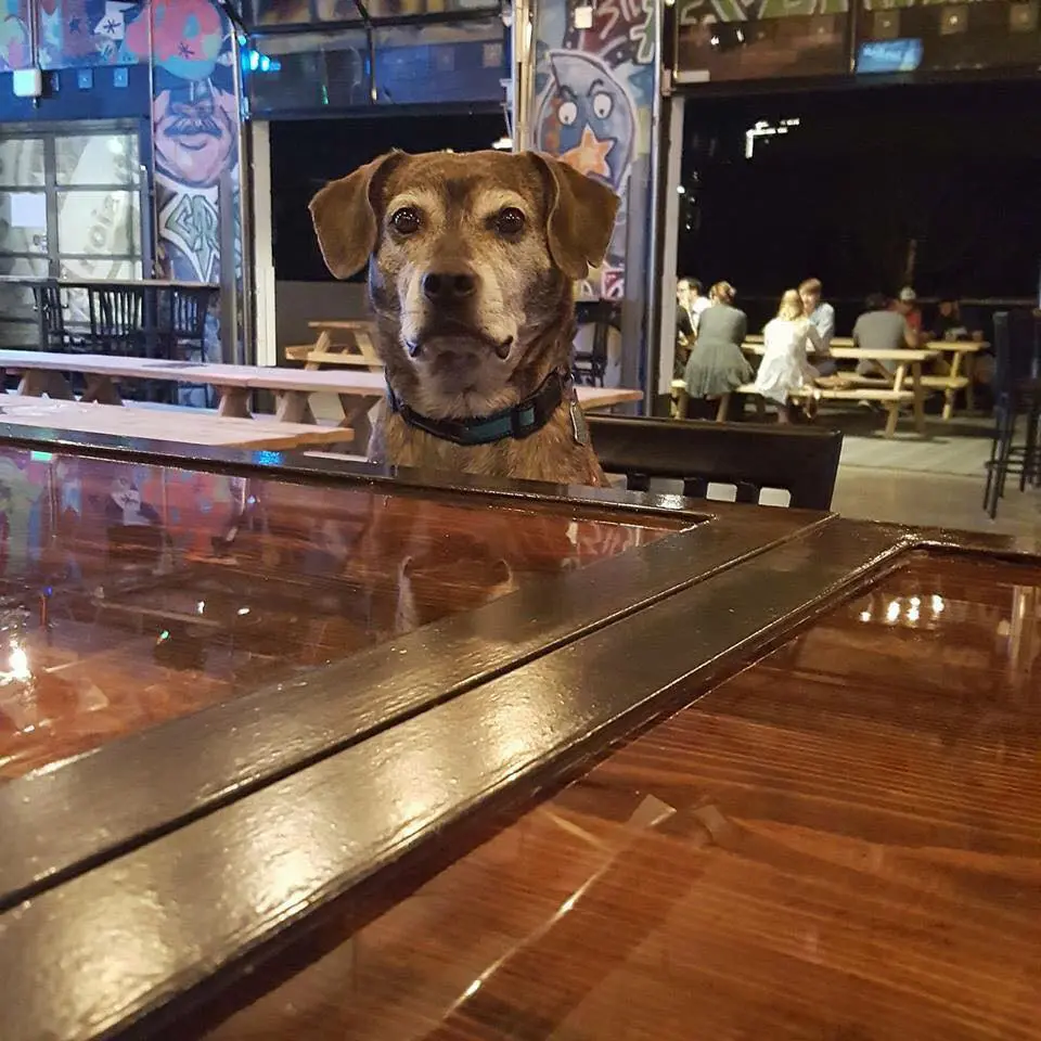 HopFusion Ale Works brings bold beers, a laid-back patio, and a dog-loving community all its own. (Courtesy)