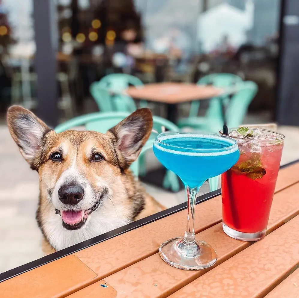 Hopdaddy dog
