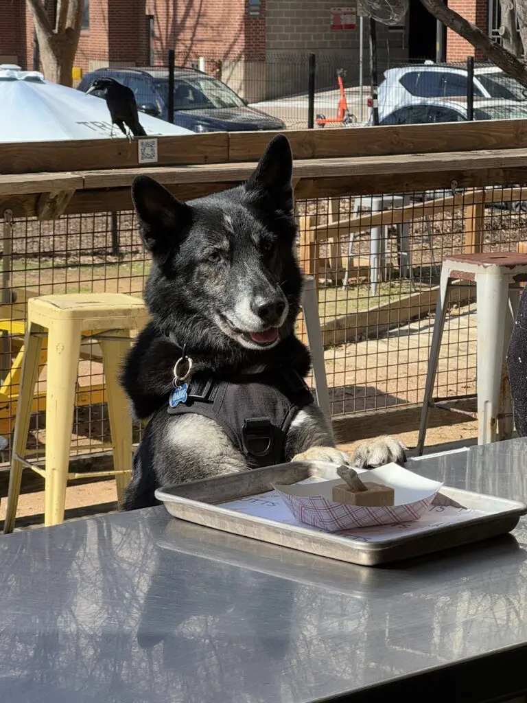 MUTTS Canine Cantina is where the off-leash park meets patio bar—built for dogs, enjoyed by humans. (Courtesy)