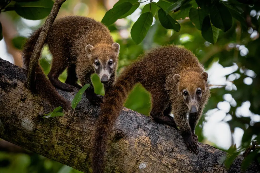 At one point, I saw a coati peeking out from behind the open-air women’s relaxation lounge at the spa. (Courtesy)