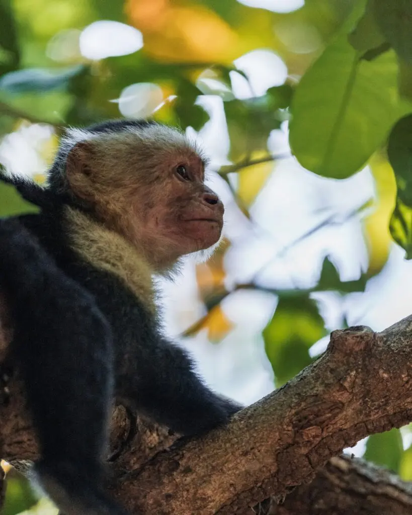 We often saw howler and spider monkeys swinging through the trees at Nekajui. (Courtesy)