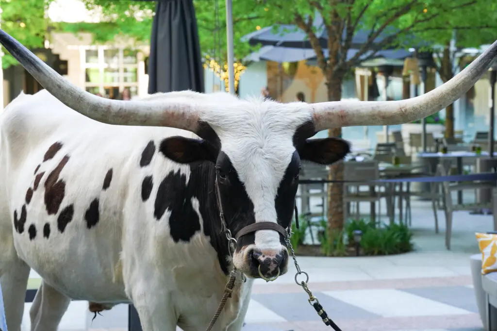 Guests had their pics snapped with two very intimidating longhorns. (Photo by Carol Vig)