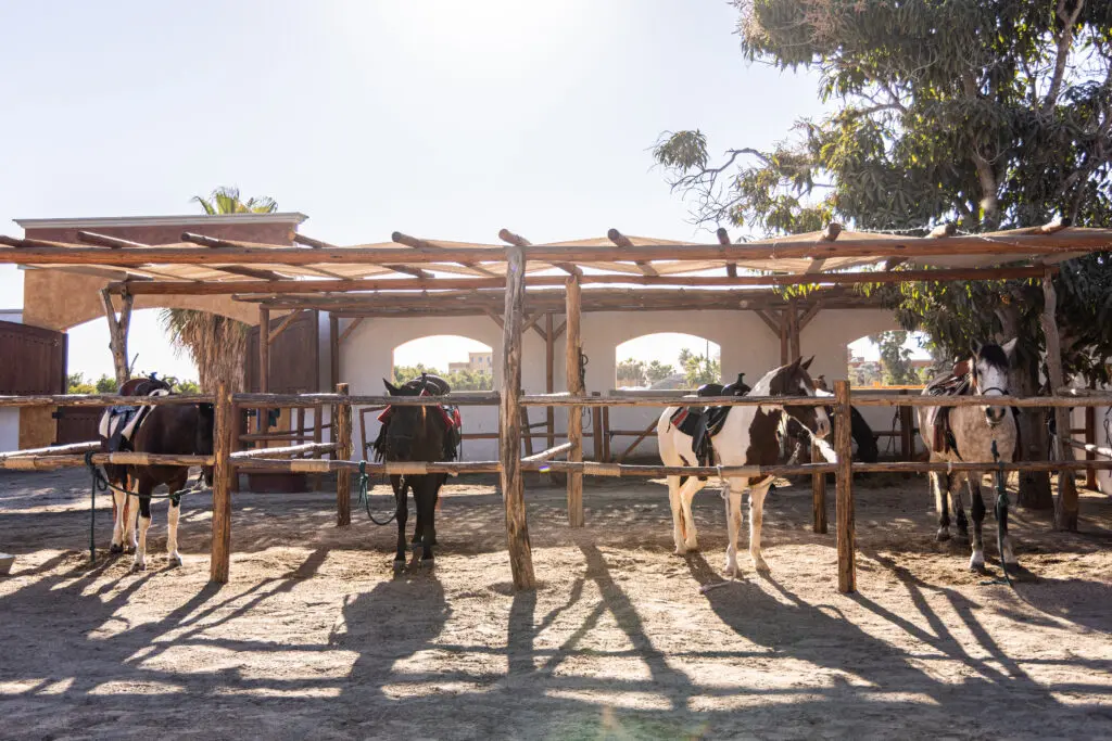 Rancho Santa Cruz, the property’s stables with gentle rescue horses offer experiences beyond your typical resort activities.