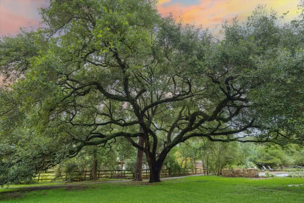 A spreading oak tree is one of many trees shrouding at 3 E Rivercrest Drive