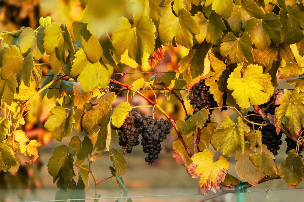 Experience the beauty of Messina Hof Winery. (Photo courtesy of Messina Hof) 