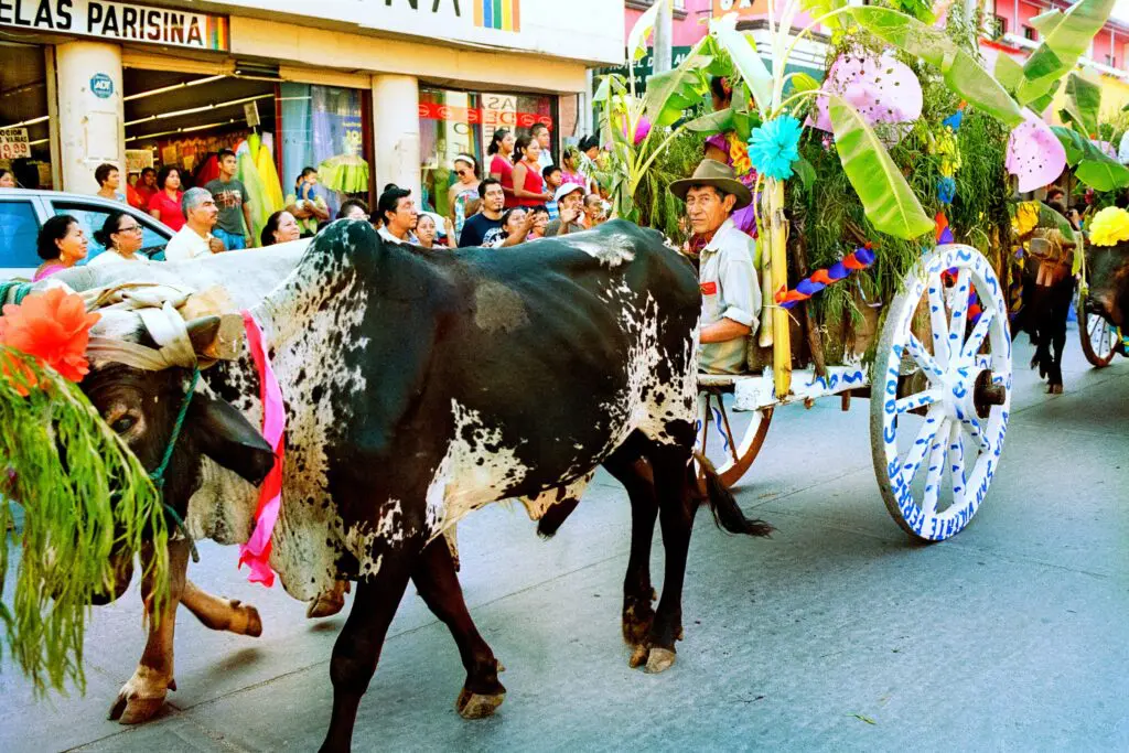Laura Wilson's "Parade of Oxen, Farmer with Spotted Oxen, La Feria de las Velas, Juchitán, Oaxaca," 2011, at Meadows Museum, SMU (© Laura Wilson)