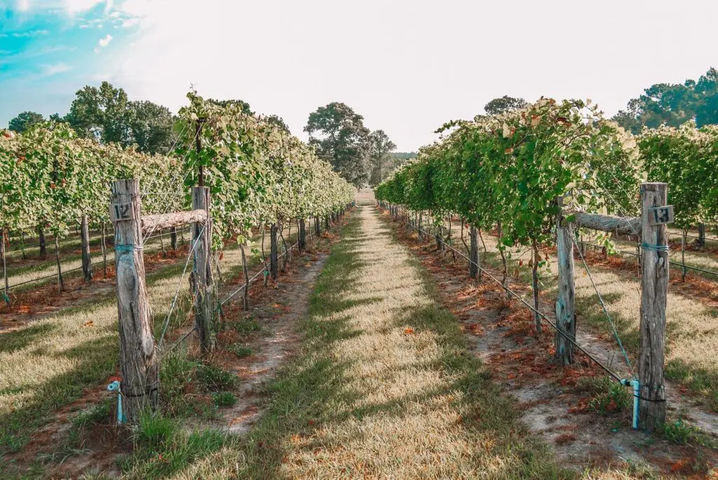 Teysha Vineyard views