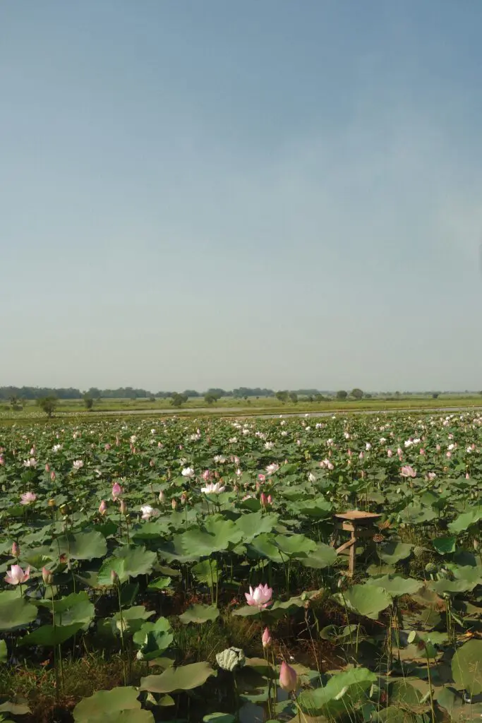 A bike ride through rice paddies and fuchsia lotus farms is among the choose-your-own-adventure excursions offered each day aboard the Aqua Mekong. (photo by Georgie Miller)