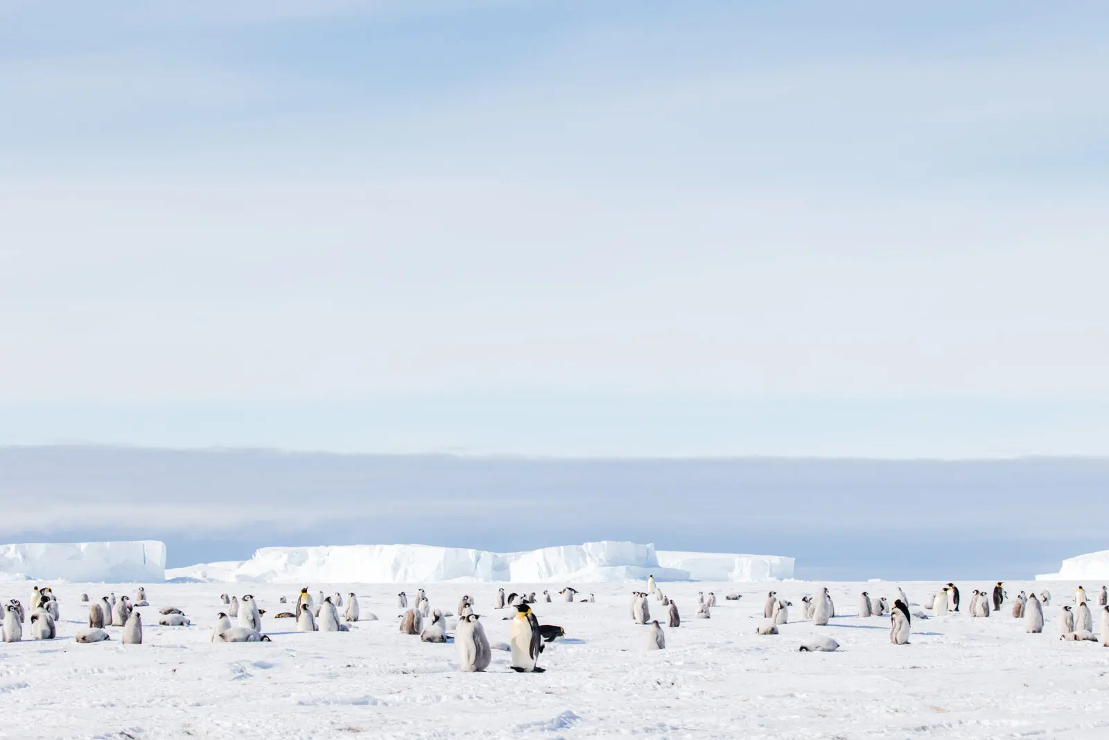 Emperor Penguin colonies, ice caves, glacier rappelling and South Pole expeditions are among the experiences available to White Desert guests.