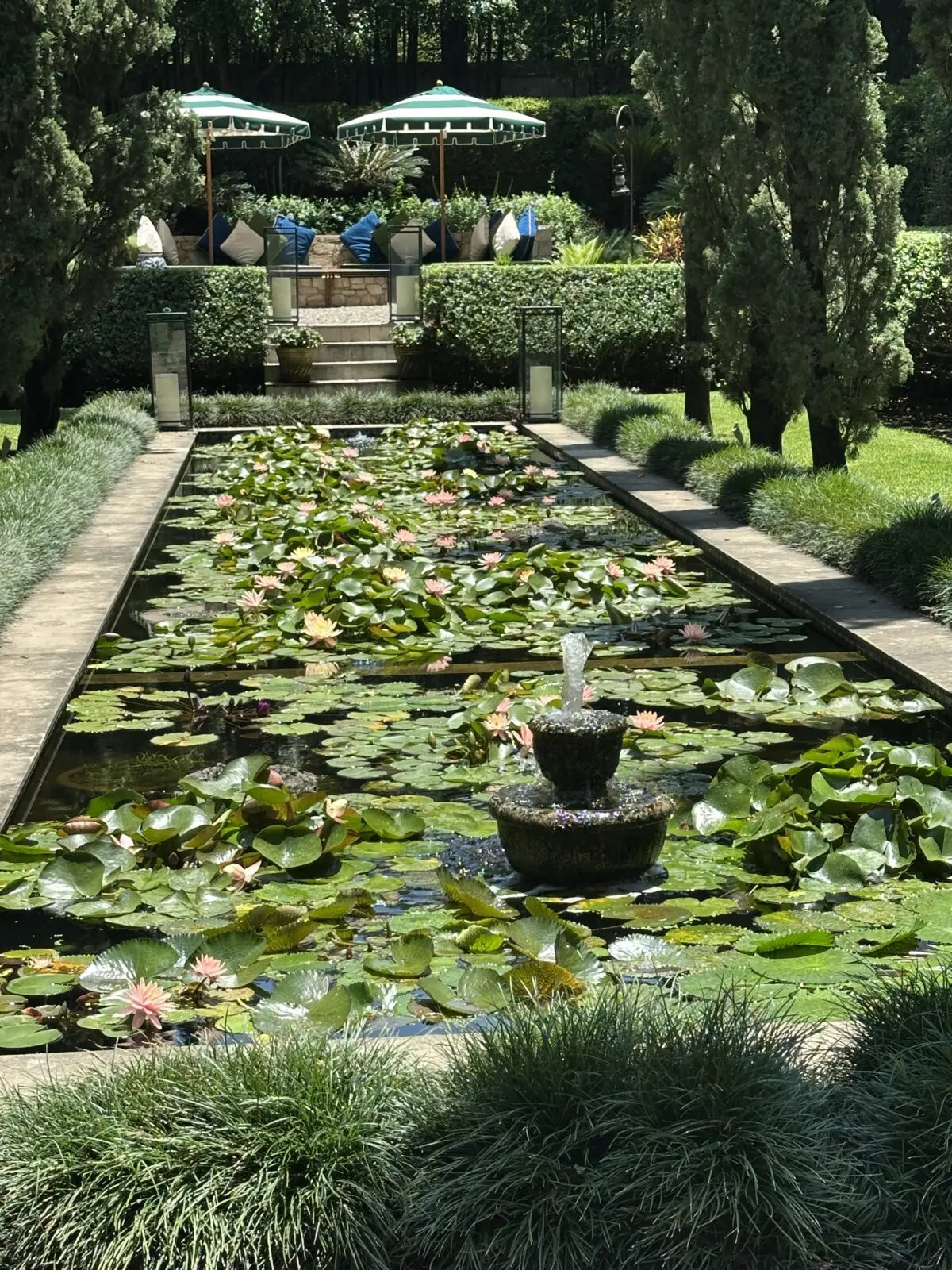 The pond at Feronia blossoms with the American water lily (Photo by Shelby Hodge)