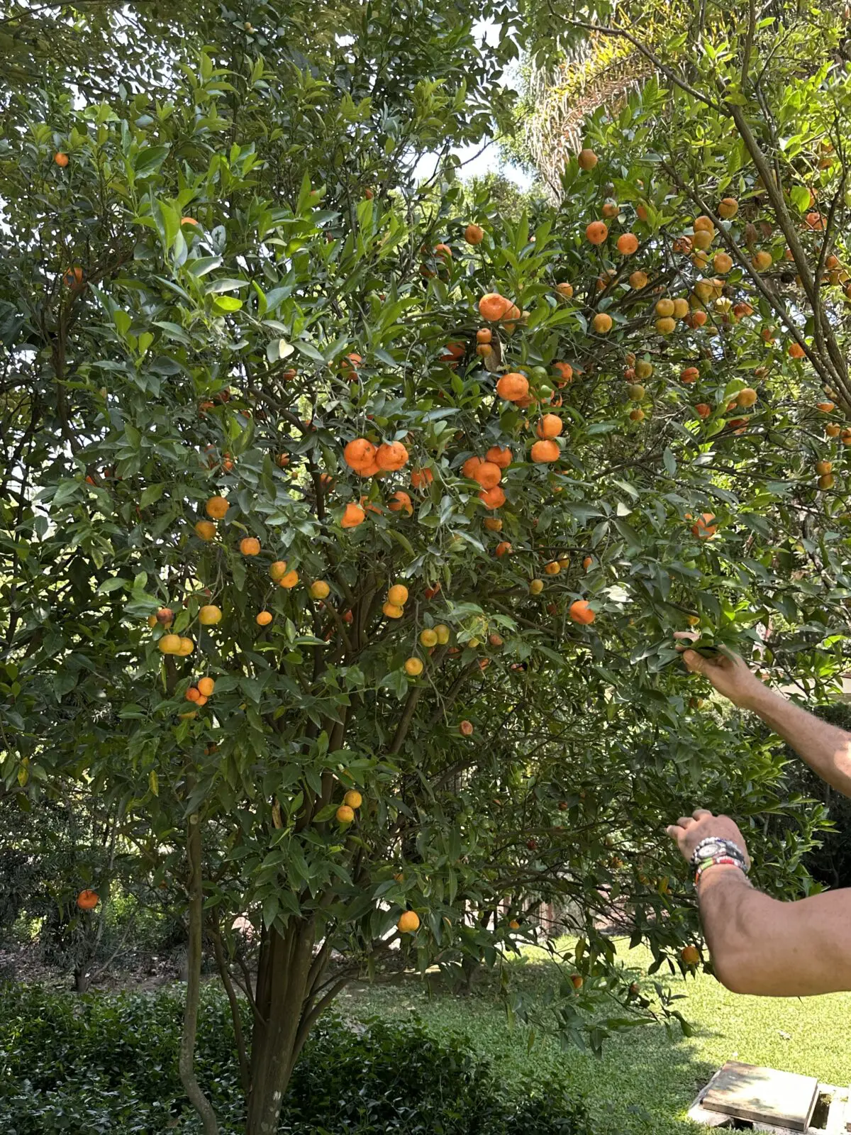 Mandarin orange trees are among the numerous fruit trees growing across Feronia's six abundant acres. (Photo by Shelby Hodge)