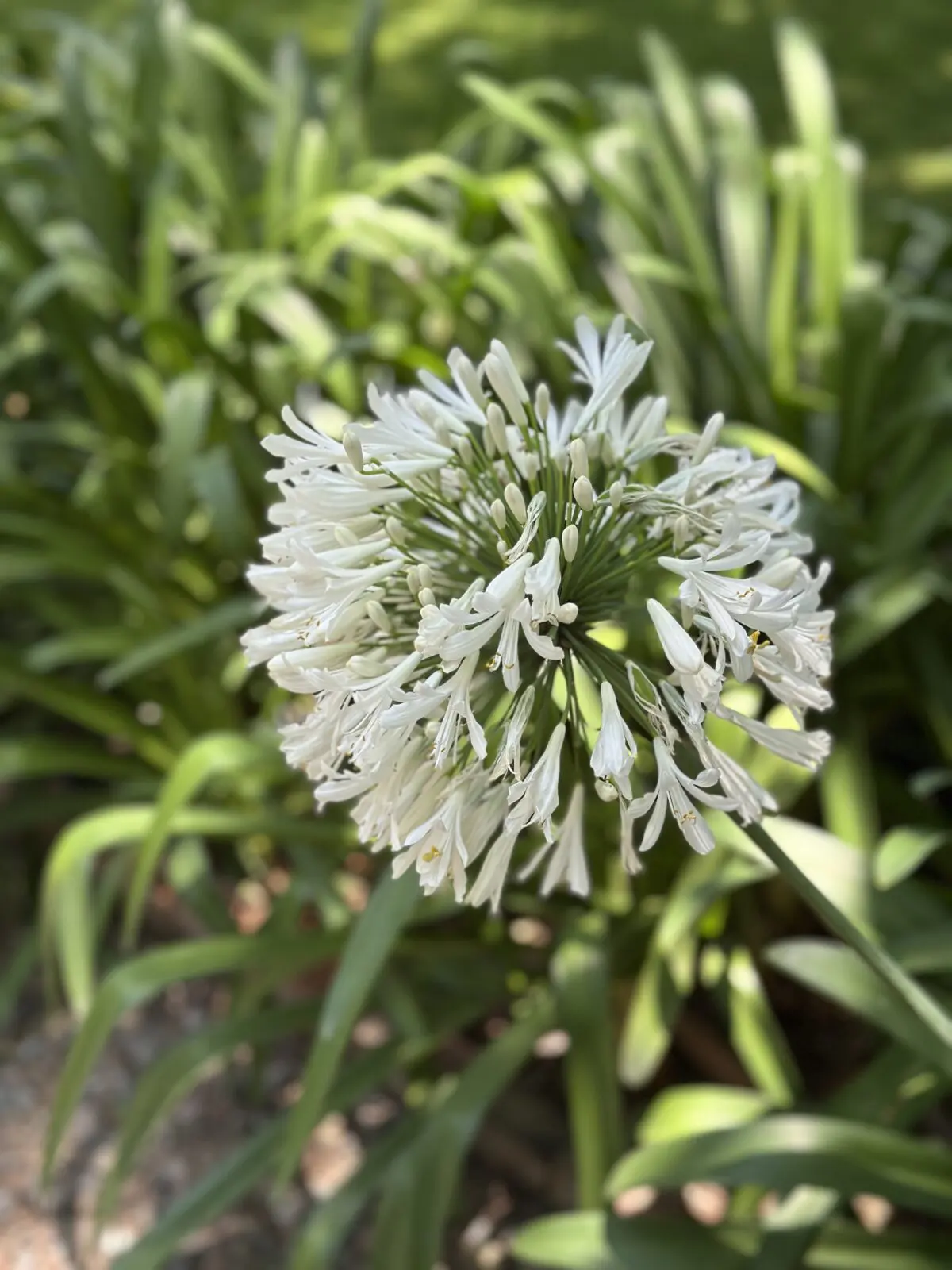 Lily of the Nile blossoms fill a stretch along the cobblestone drive (Photo by Shelby Hodge)