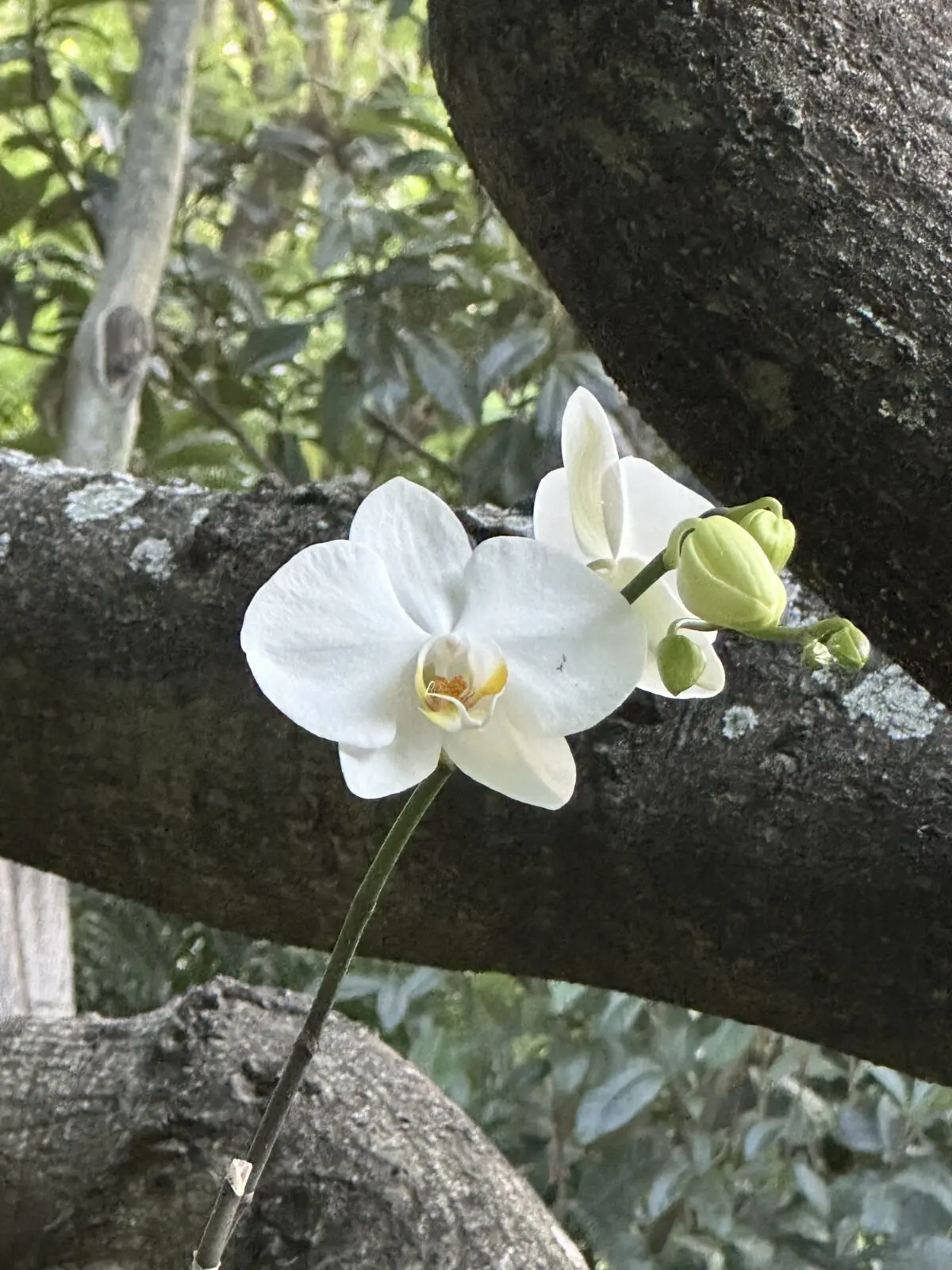 Among the abundance of flowering plants at Feronia, orchids grow naturally on tree limbs (Photo by Shelby Hodge)