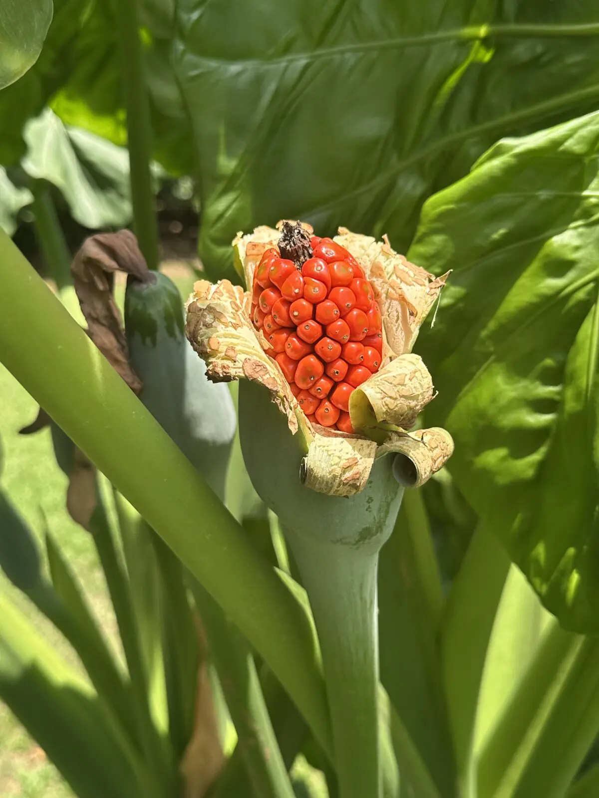 A seedpod of the giant elephant ear on the grounds of Feronia (Photo by Shelby Hodge)
