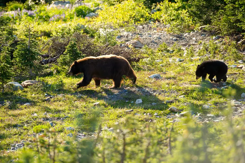 Just as the safari neared its conclusion, we witnessed a mama bear with her twin cubs as she guided them across the road. (Photo courtesy of Tourism Whistler/Mike Crane)