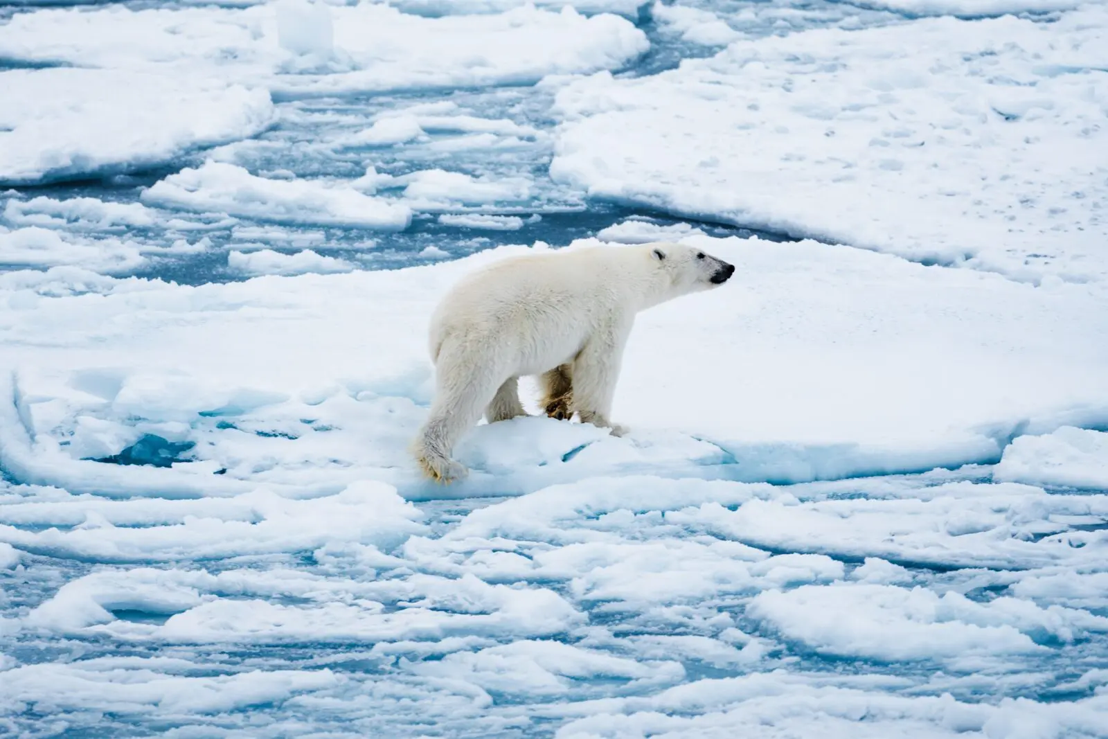 Polar Bear Arctic Ocean Le Commandant Charcot