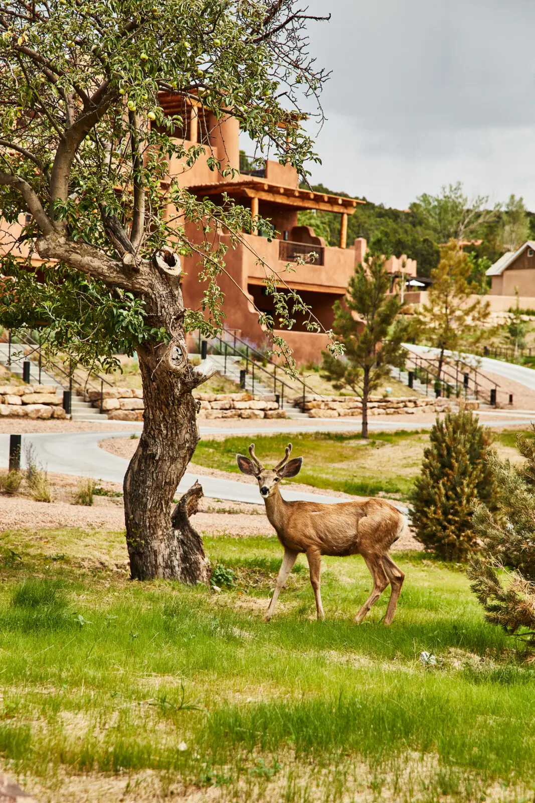 Flora and fauna in abundance at Bishop's Lodge (Photo by Auberge Collection)