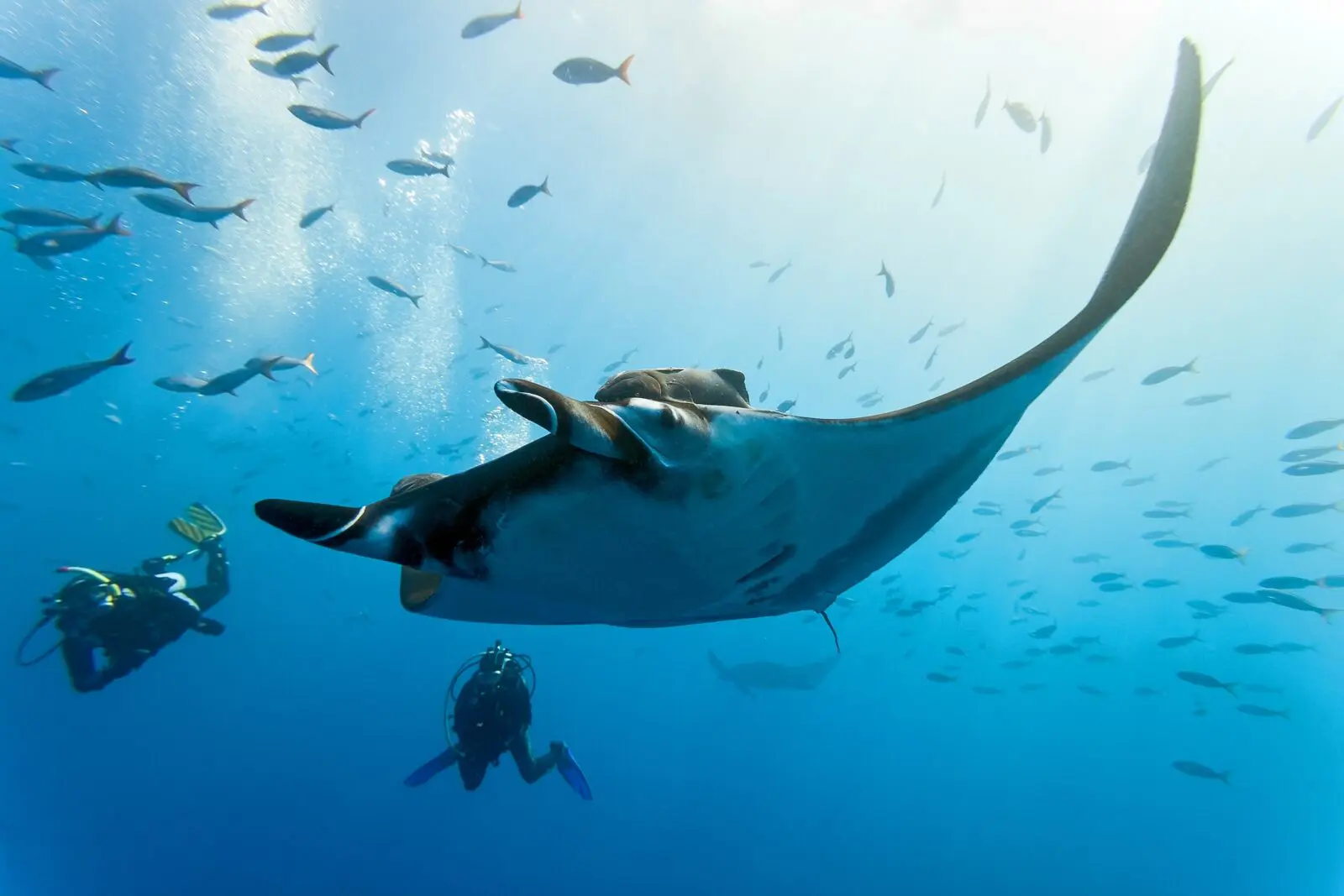 Manta season brings mantas stretching up to nine feet across gliding past the reef, just a 10-minute boat ride from Kokomo