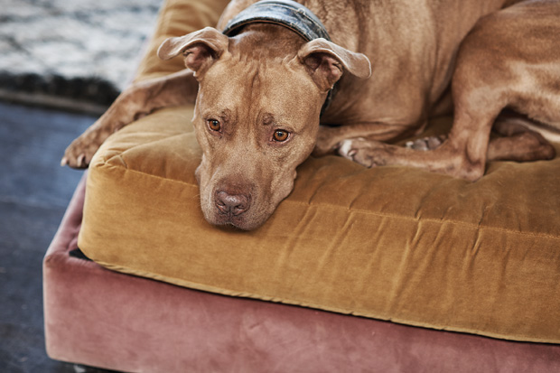 A dog’s life: Erin’s pit bull Cream dreams.