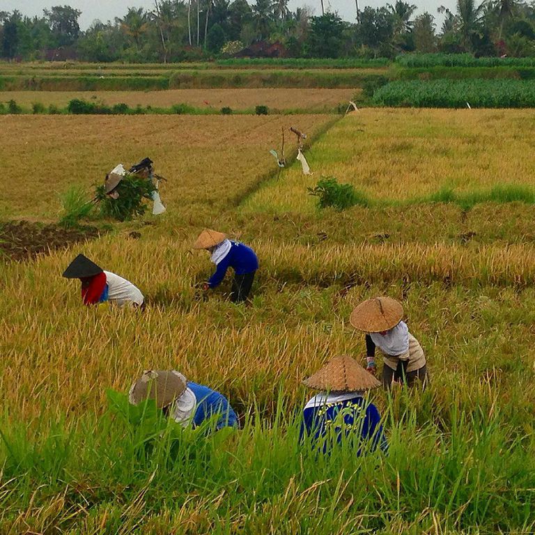 Workers harvesting rice.
