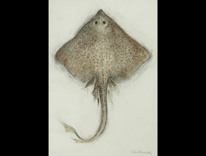 John Alexander's 'Mighty Skate,' 2014