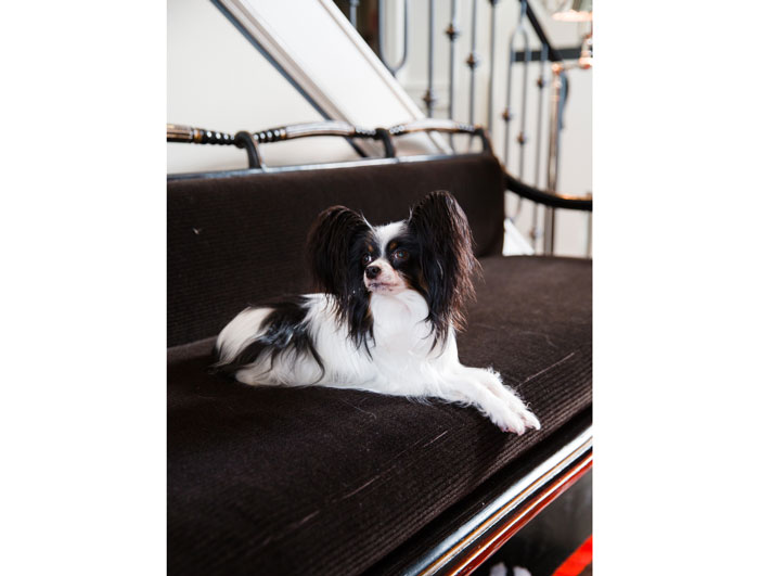 Powers' Papillon, Millie was underfoot for most of the photoshoot